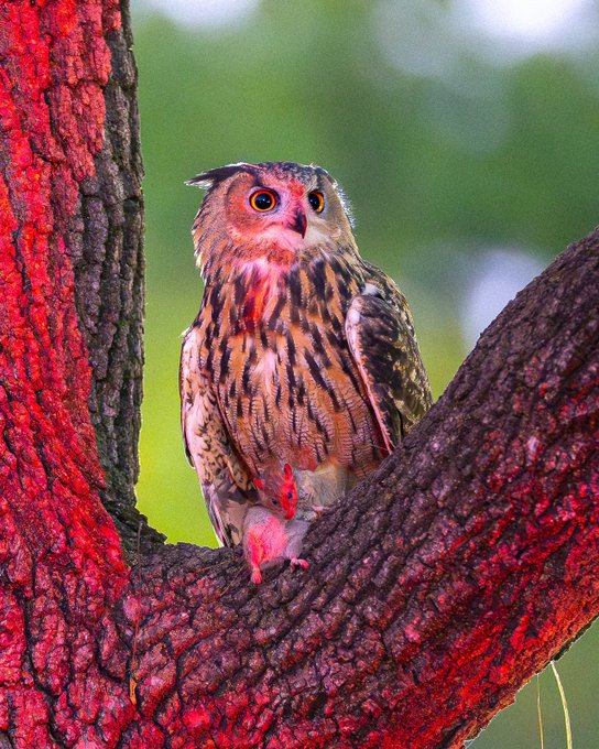 BREAKING YET UNSURPRISING: @TheWCS confirms #Flaco died with high levels of #rodenticides. Rat poison is found in 84% of dead #birdsofprey in NYC and increases the risk of building collisions. Protect #hawks #eagles & #owls like Flaco that eat rats and can become poisoned (🧵1/2)