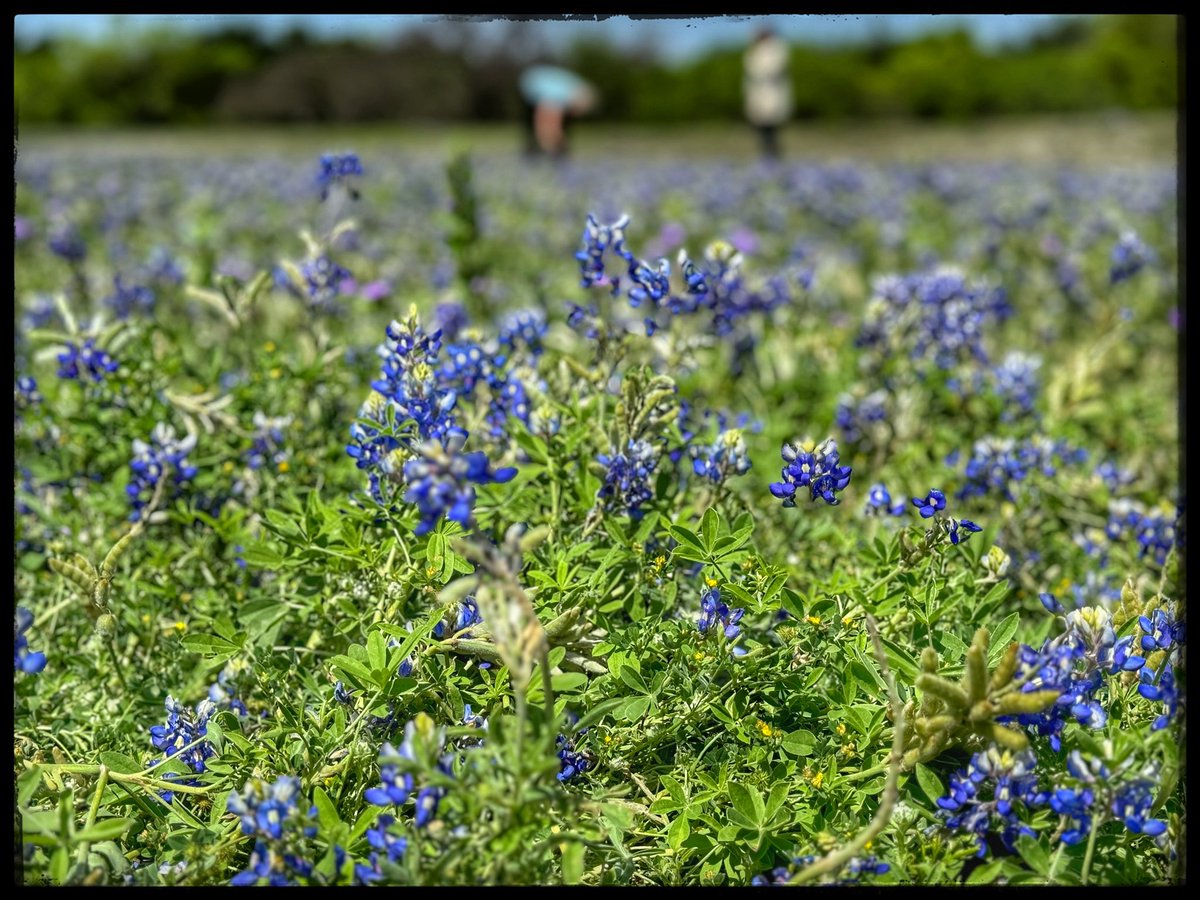 So happy to see the beautiful #Texas #Bluebonnets today.