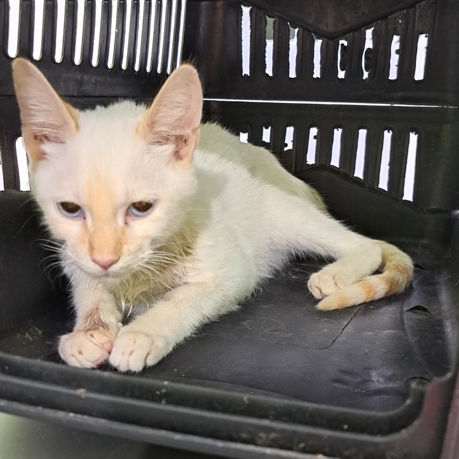 fionanokia's tweet image. ‼️ AJUDA URGENTE‼️

Encontrei essa gatinha na rua apanhando de uma matilha de cachorros, o que causou uma hérnia traumática, no momento eu não posso custear a cirurgia, que ficou por R$750,00. Então, estou aqui pedindo doações para ajudar nas despesas.

PIX: vecoelho.s@gmail.com