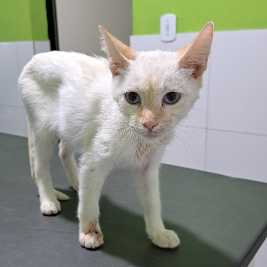 fionanokia's tweet image. ‼️ AJUDA URGENTE‼️

Encontrei essa gatinha na rua apanhando de uma matilha de cachorros, o que causou uma hérnia traumática, no momento eu não posso custear a cirurgia, que ficou por R$750,00. Então, estou aqui pedindo doações para ajudar nas despesas.

PIX: vecoelho.s@gmail.com