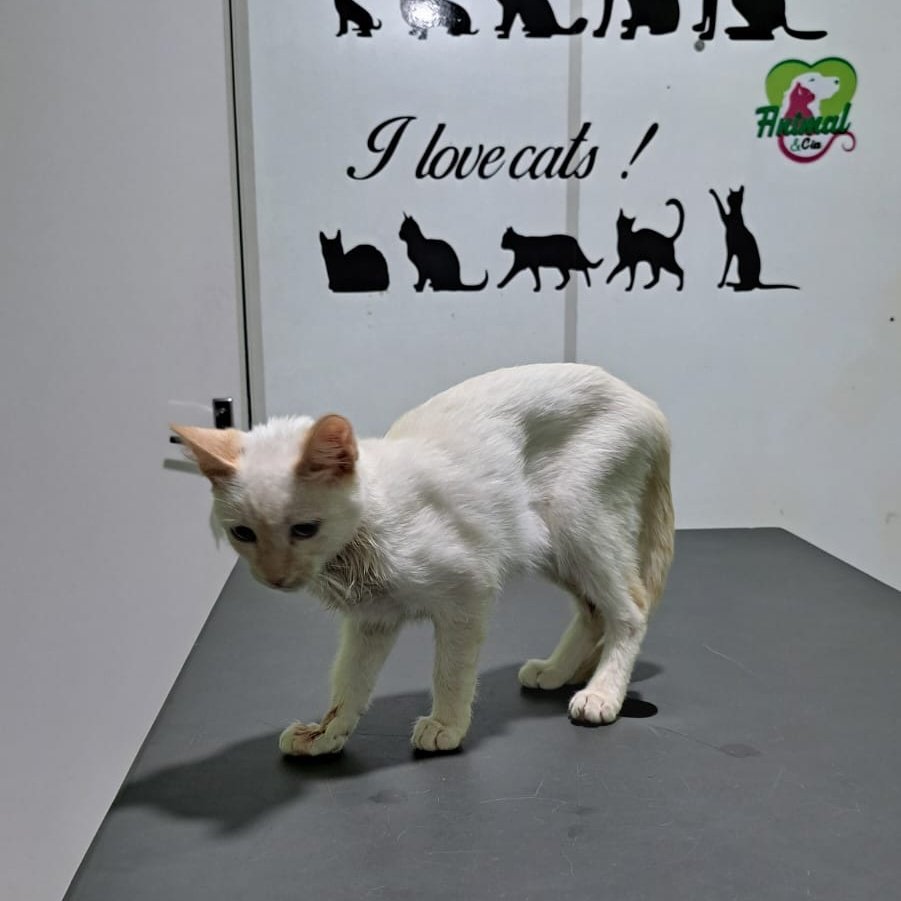 fionanokia's tweet image. ‼️ AJUDA URGENTE‼️

Encontrei essa gatinha na rua apanhando de uma matilha de cachorros, o que causou uma hérnia traumática, no momento eu não posso custear a cirurgia, que ficou por R$750,00. Então, estou aqui pedindo doações para ajudar nas despesas.

PIX: vecoelho.s@gmail.com