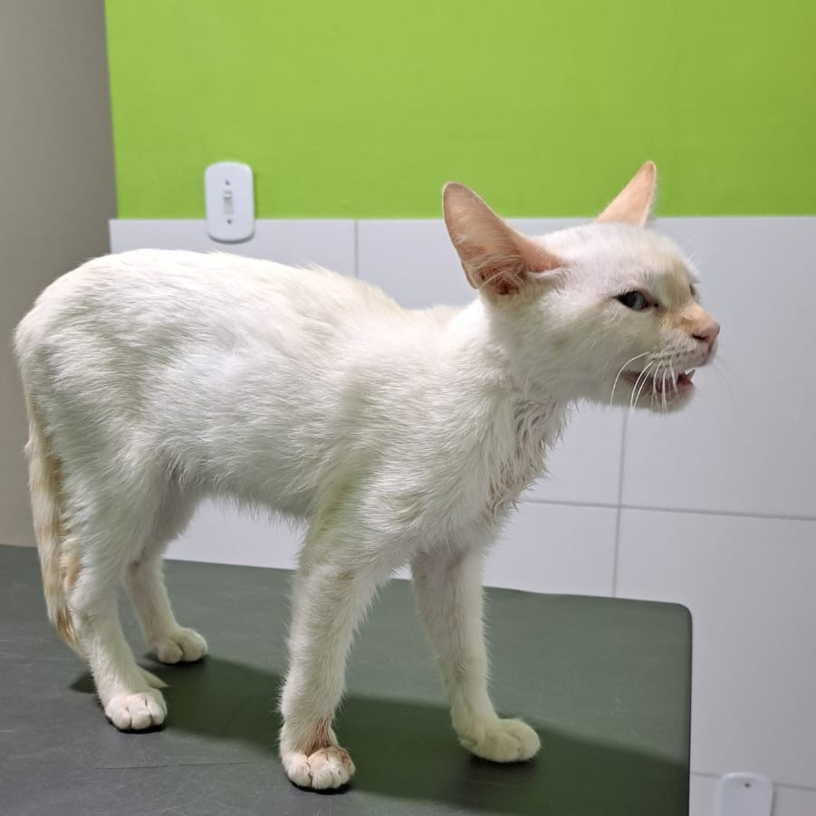 fionanokia's tweet image. ‼️ AJUDA URGENTE‼️

Encontrei essa gatinha na rua apanhando de uma matilha de cachorros, o que causou uma hérnia traumática, no momento eu não posso custear a cirurgia, que ficou por R$750,00. Então, estou aqui pedindo doações para ajudar nas despesas.

PIX: vecoelho.s@gmail.com