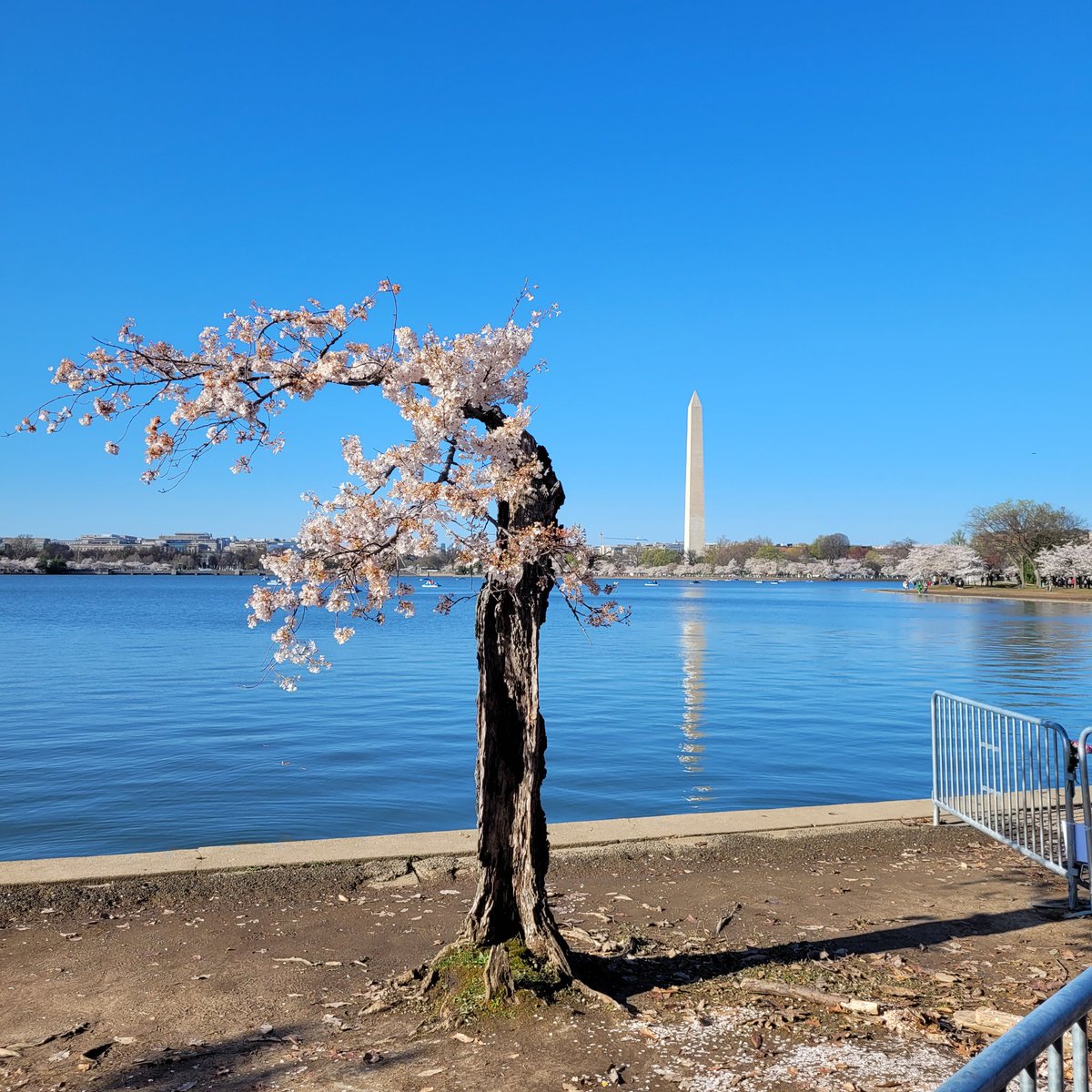 CMT1309's tweet photo. Beautiful last bloom Stumpy
#cherryblossom https://t.co/MSY5FzWp2G