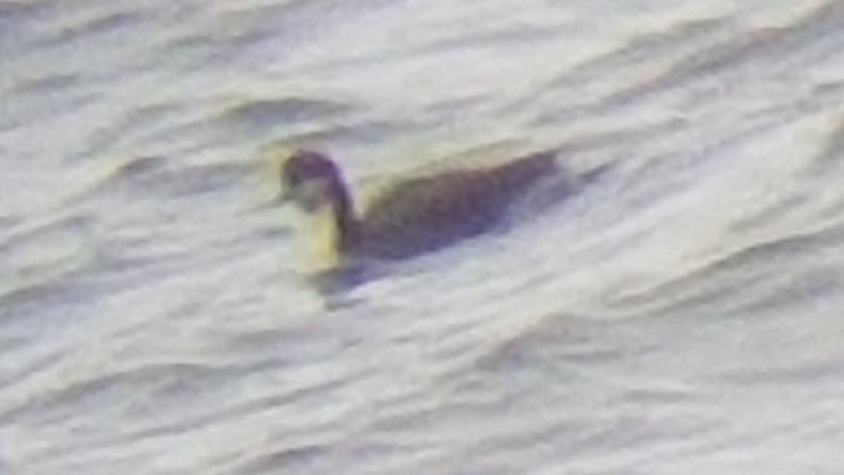I'm pretty sure this is a Pacific Diver - today c 1km W of Whitehills, Banff, ABZ. Comments welcome. Consistent features: 1 Chinstrap 2 Never showed white patch/flaring at rear (even when preening) 3 Ear coverts dark 4. Small bill & smaller build /sz than BTD @BirdGuides