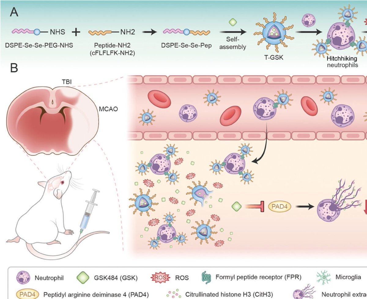 Using neutrophils to deliver nanoparticles to inhibit NETosis. ROS-responsive neutrophil-targeting delivery system loaded with PAD4i, GSK484, to prevent NETs in brain injury ↓  neuroinflammation ↓ neurological deficits, ↑ survival rate in 🐁 bit.ly/3IQmYFN