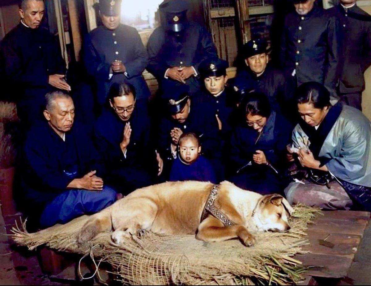 sahibinin vefatından sonra 9 yıl boyunca tren istasyonunda onu bekleyen hachiko'nun son fotoğrafıymış 🥺 #hachiko