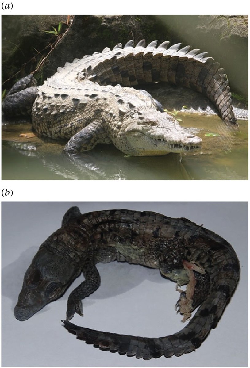 Using whole-genome sequencing, this #BiologyLetters paper provides the first evidence of #parthenogenesis in a #crocodile. Read the full paper - Discovery of Facultative Parthenogenesis in a New World Crocodile ow.ly/7b3s50OI6m8 #EvolutionaryBiology