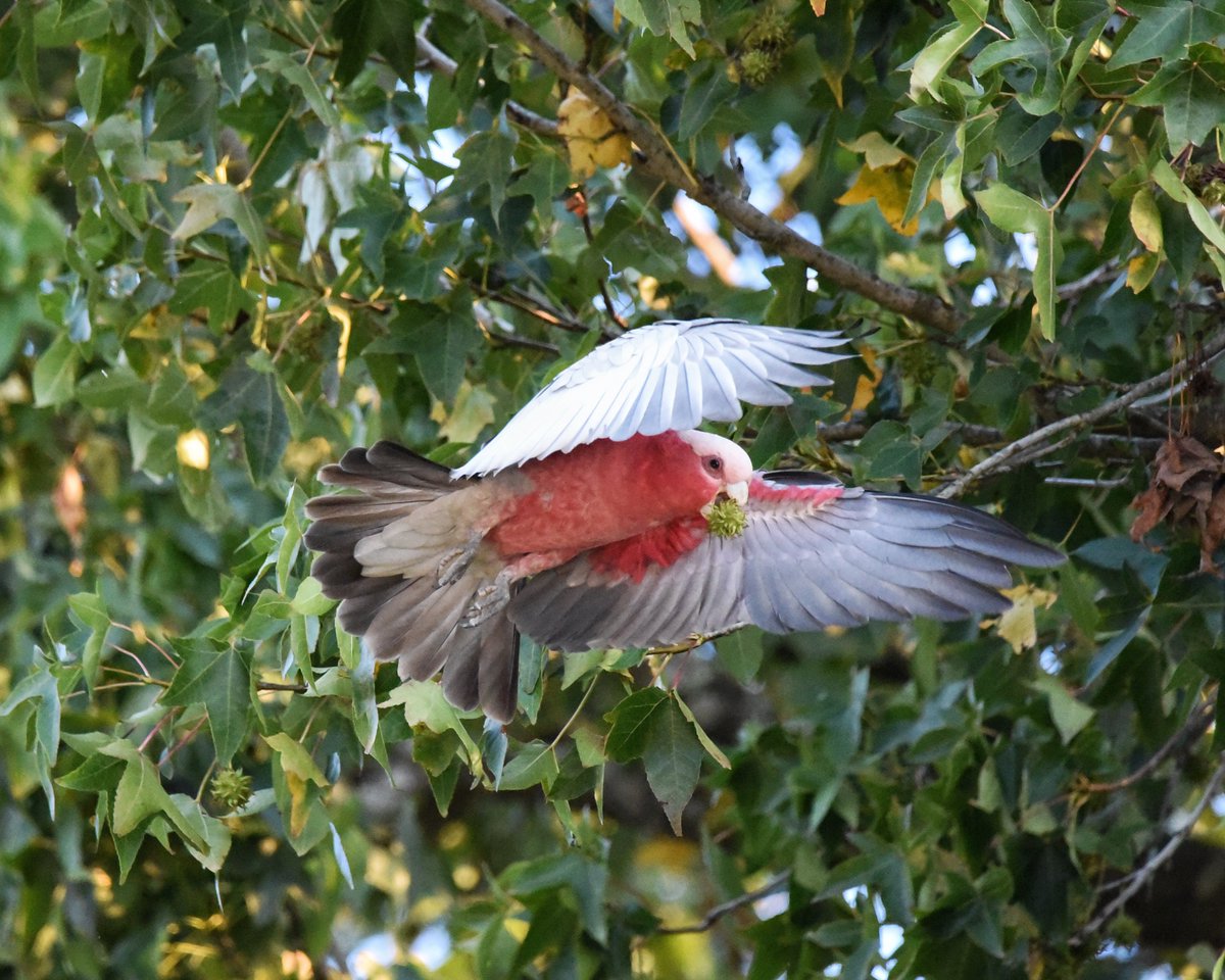 Galah showing he can fly & chew gum!

#wildoz #ozbirds #galah #birdsinflight #birdsinbackyards