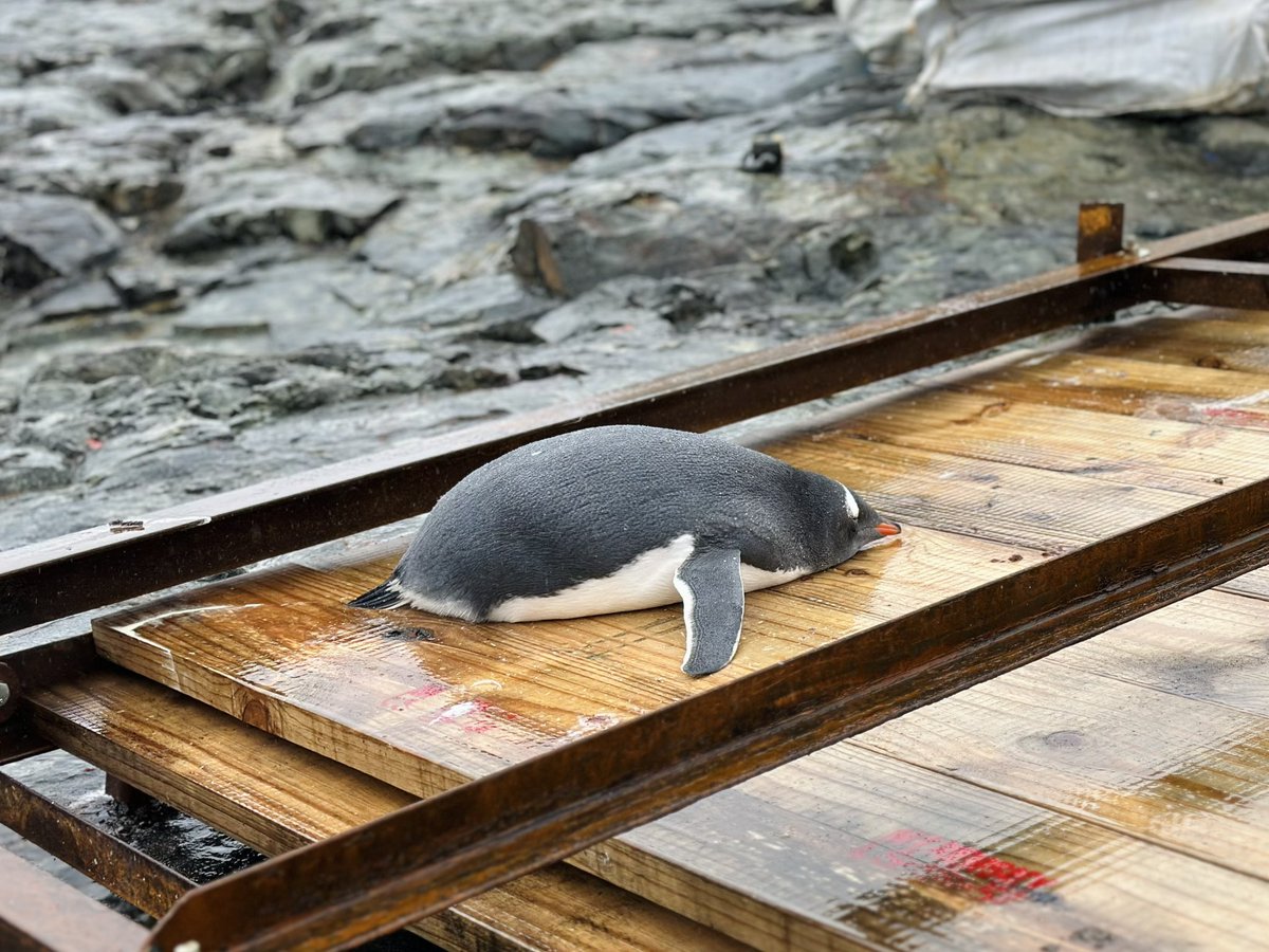 #Antarctica 🇦🇶 is such an inhospitable environment; it was super special to see so many of these animals adapted to this environment in person. 🦭 🐧 (1)crabeater seal, (2)adelie penguin, (3)fur seal, (4)gentoo penguin @polarlatitudes