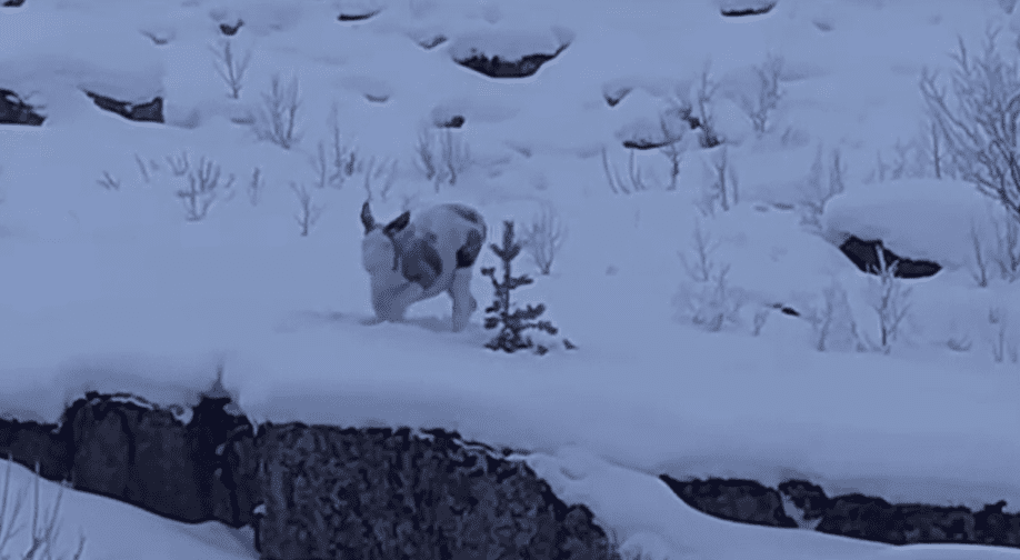 DavidChapaMusic's tweet photo. Incredibly Rare Piebald Moose Spotted In Norway https://t.co/Ed4aYKglpn https://t.co/WhOxHoSFXb