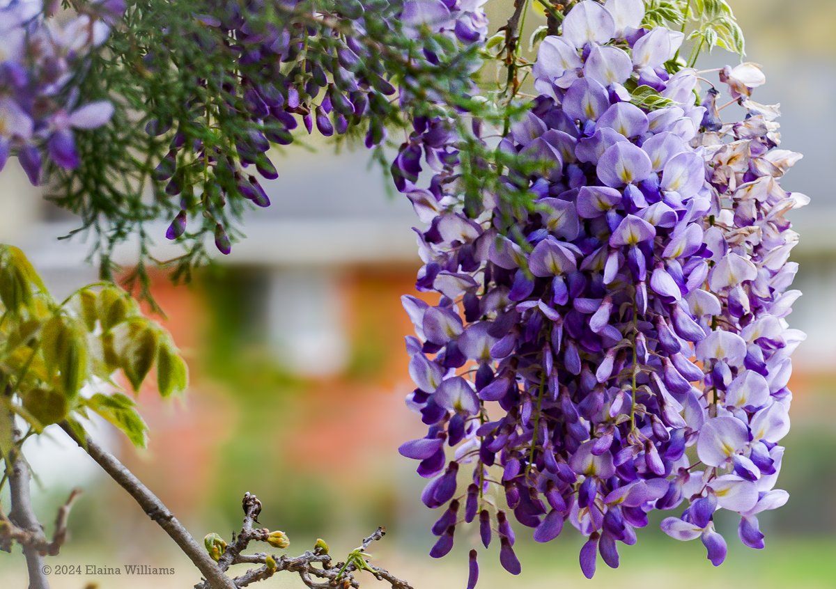 Fragrant wisteria blooming everywhere in #Memphis. #springflowers #photography