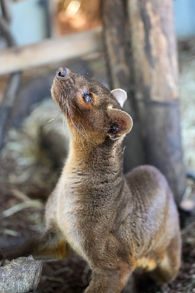 AKINORRIRSHIXIA's tweet image. 2024.03.10 SUN ☀️
アイアイのすむ森
⁡
瞳を輝かせながら見上げる仕草の
べザ。
⁡
英名：#Fossa
和名：#フォッサ
学名：#Cryptoprocta_ferox_Bennett
名前：#Beza #ベザ
場所：#Ueno_Zoological_Gardens
　　　#上野動物園