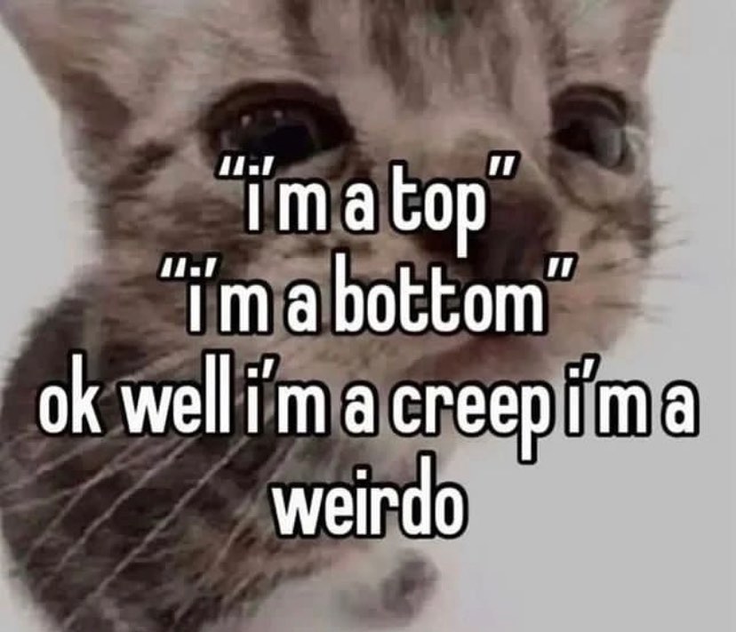 Punch Cat tweet media