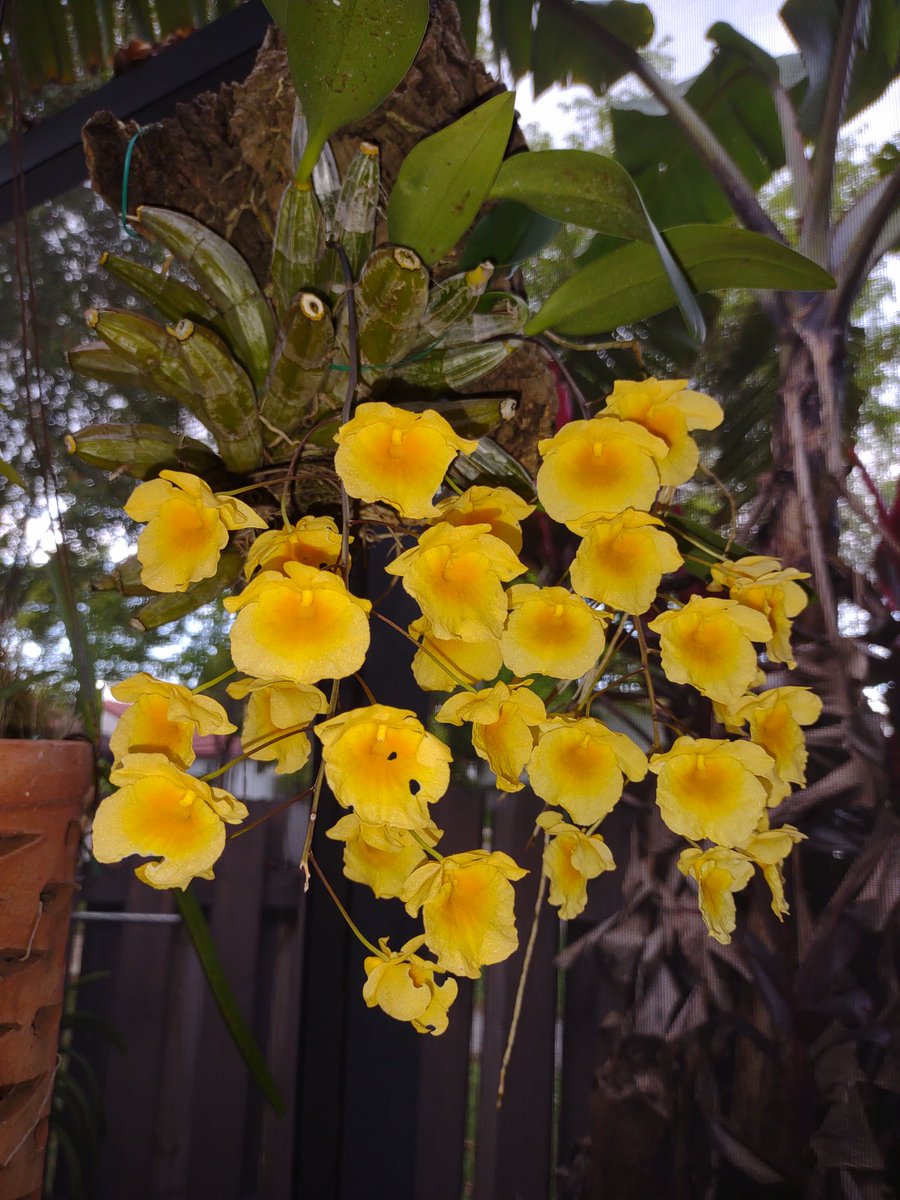MistyKitty3's tweet photo. Spring orchids. #Orchids #Zone11 https://t.co/we92eNLhCS