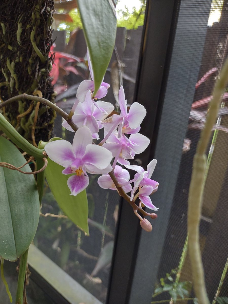 MistyKitty3's tweet photo. Spring orchids. #Orchids #Zone11 https://t.co/we92eNLhCS