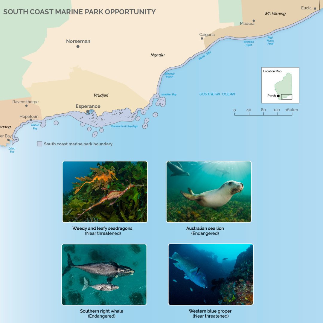 There's currently zero sanctuary protection in coastal waters along an 1000km stretch of WA’s south coast – a huge part of the Great Southern Reef! 

Call for strong marine sanctuaries in WA’s new South Coast Marine Park: bit.ly/3x42c2U 

📷Scott Portelli.