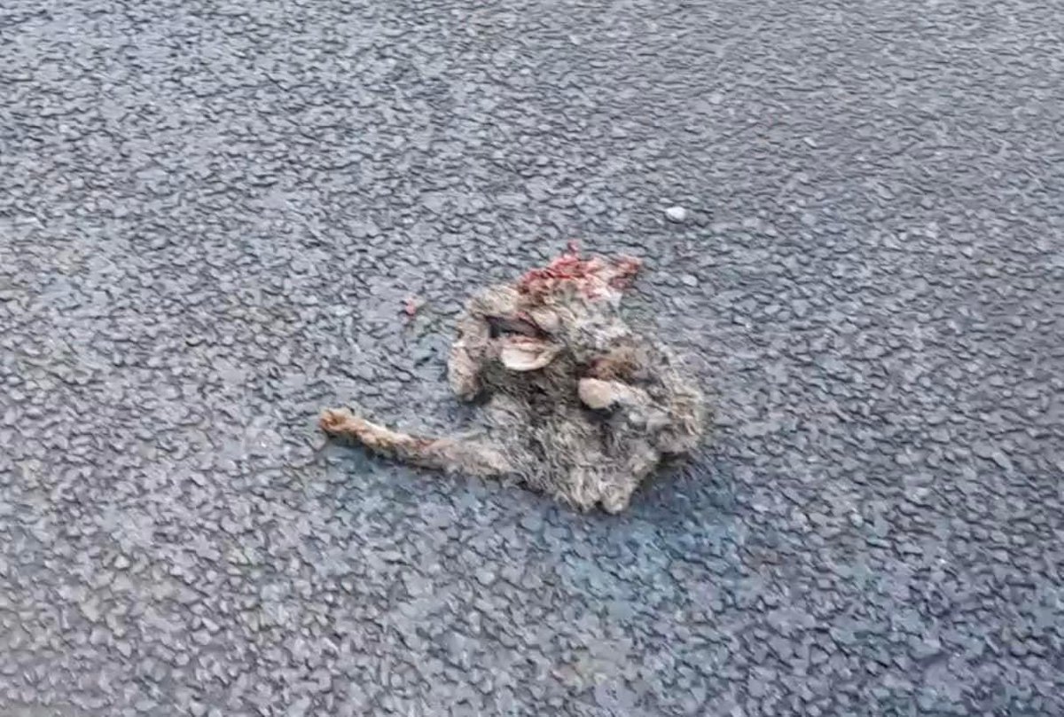 Liam Bishop of the Isle of Wight Foxhounds Hunt threw a dead rabbit at the windscreen of one of our cars driven by a lone female sab. He tries to intimidate her every week. The man is a coward & a bully. #huntscum #trailoflies #huntcriminals #bantrailhunting