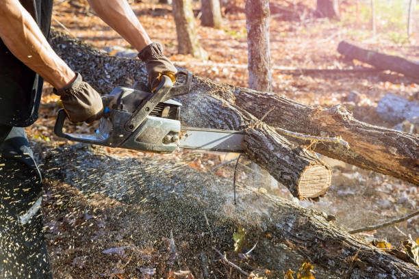db_trees's tweet image. Removing a tree requires careful planning and execution to avoid causing damage to surrounding property. A professional tree removal service will assess the area and develop a plan to remove the tree in a way that minimizes the risk of damage.
