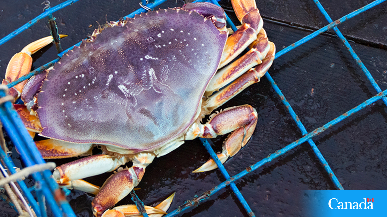 Recreational crab, prawn and other shellfish harvesting in B.C.