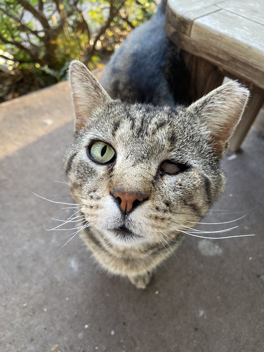 What’s up my homies?! 😸 #CatsOfAnarchy