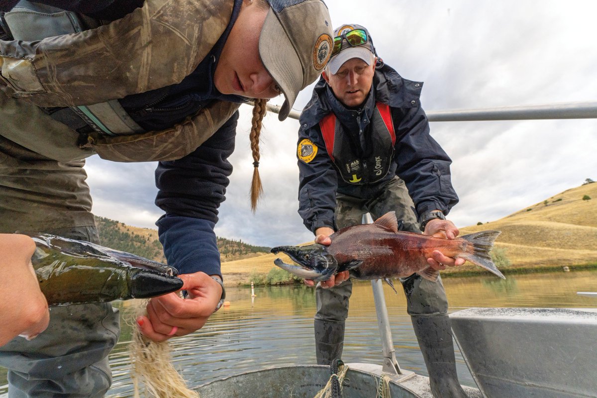 What's Up Down There? by Paul Queneau By regularly monitoring fish populations, FWP crews gather information essential for managing and conserving Montana’s world-renowned sport fisheries and imperiled native species Check out the article 📰 fwp.mt.gov/binaries/conte…