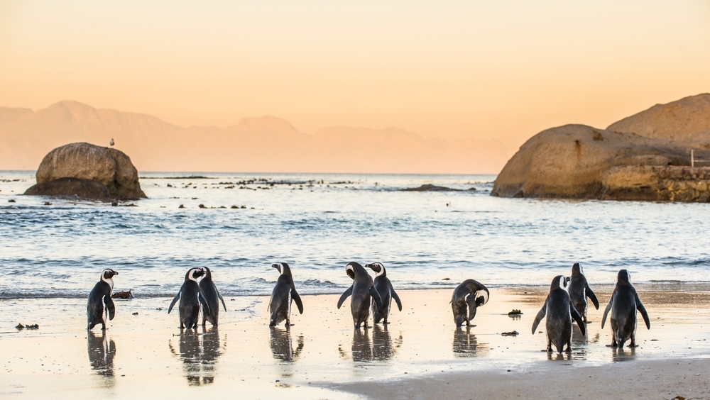 Exciting news: Early bird registration for #IMCC7 is now open!🦤 Deadline: June 28th. And remember to get your abstracts in by April 11th! We hope to see you in #CapeTown! #marinescience #conservation @SCBMarine tinyurl.com/2c76wvtu