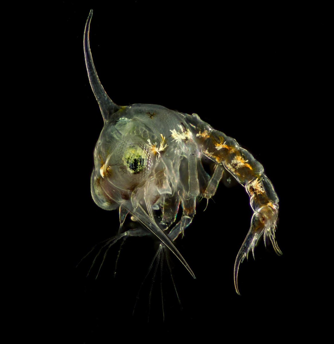 Crab Zoea Swanage pier light traps #swanagepier #plankton #planktonic #zooplankton #crab #crabs #crustaceans #microphotography #canonphotography #oceans #planktonbloom