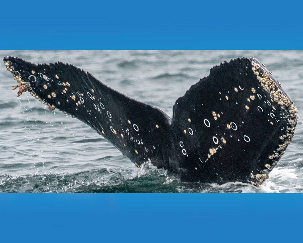 KeikoTokenSOL's tweet photo. Remember that time we adopted and named a whale Keiko? You can track his latest sightings here! 🐋

https://t.co/rJnrjMNwlX

#KeikoSOL https://t.co/KmAitHqCU5