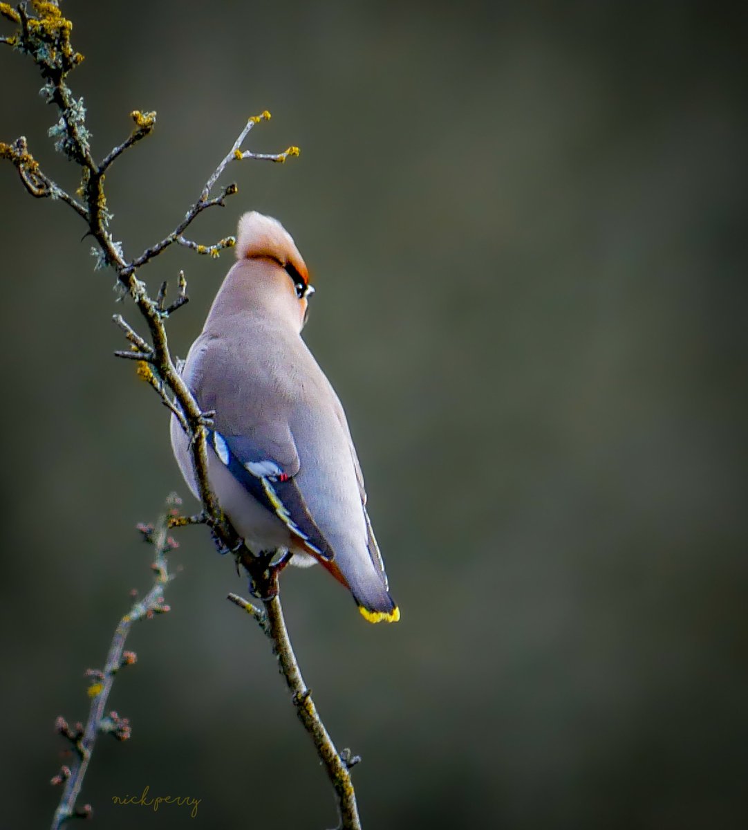 What an amazing few weeks at cosmeston it's been with the waxwings. Hopefully they all have a safe journey home. #TwitterNatureCommunity #TwitterNaturePhotography #BirdsSeenIn2024 #birding #birdwatching @WaxwingsUK @wildlife_uk @BBCSpringwatch #NatureTherapy 🏴󠁧󠁢󠁷󠁬󠁳󠁿