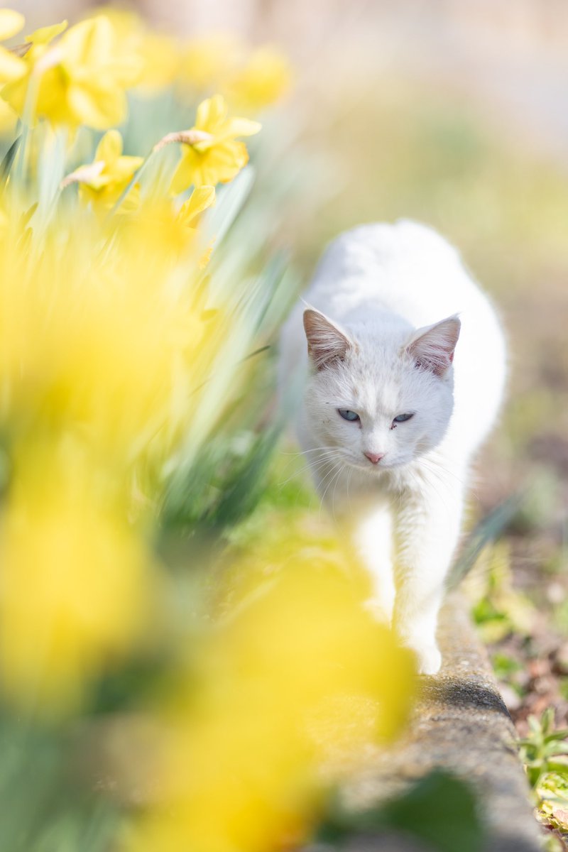 おはようにゃん✨💛

#nekoclub
#cat
#猫写真