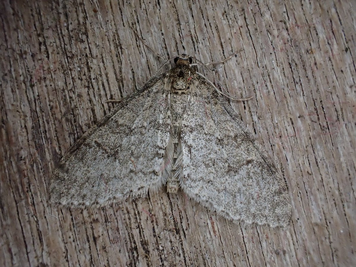 Early toothed striped moth from the Brecks (VC28) this evening, I was hoping for its rarer cousin