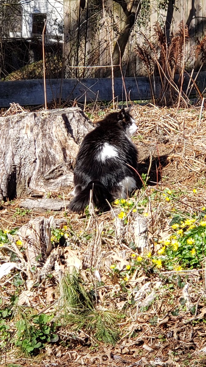 Just a schwizzle in the neighbor's undergrowth...nothing to see here. Finally some sunny days. 🤣🤣🤣