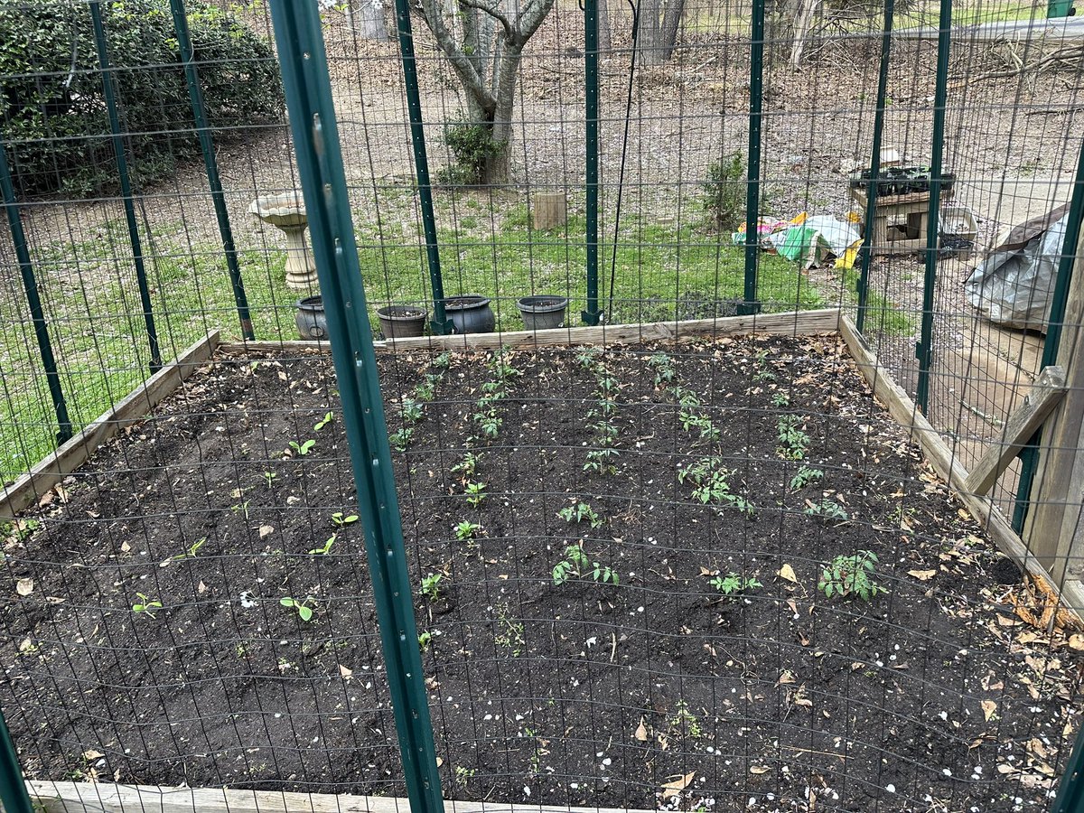 How am I doing?   Not bad for a clueless suburban gal starting plants from seeds.   Need my beans to start popping and my cucumbers to take off. #freedomgarden #fuckklausschwab #endtheWEF
