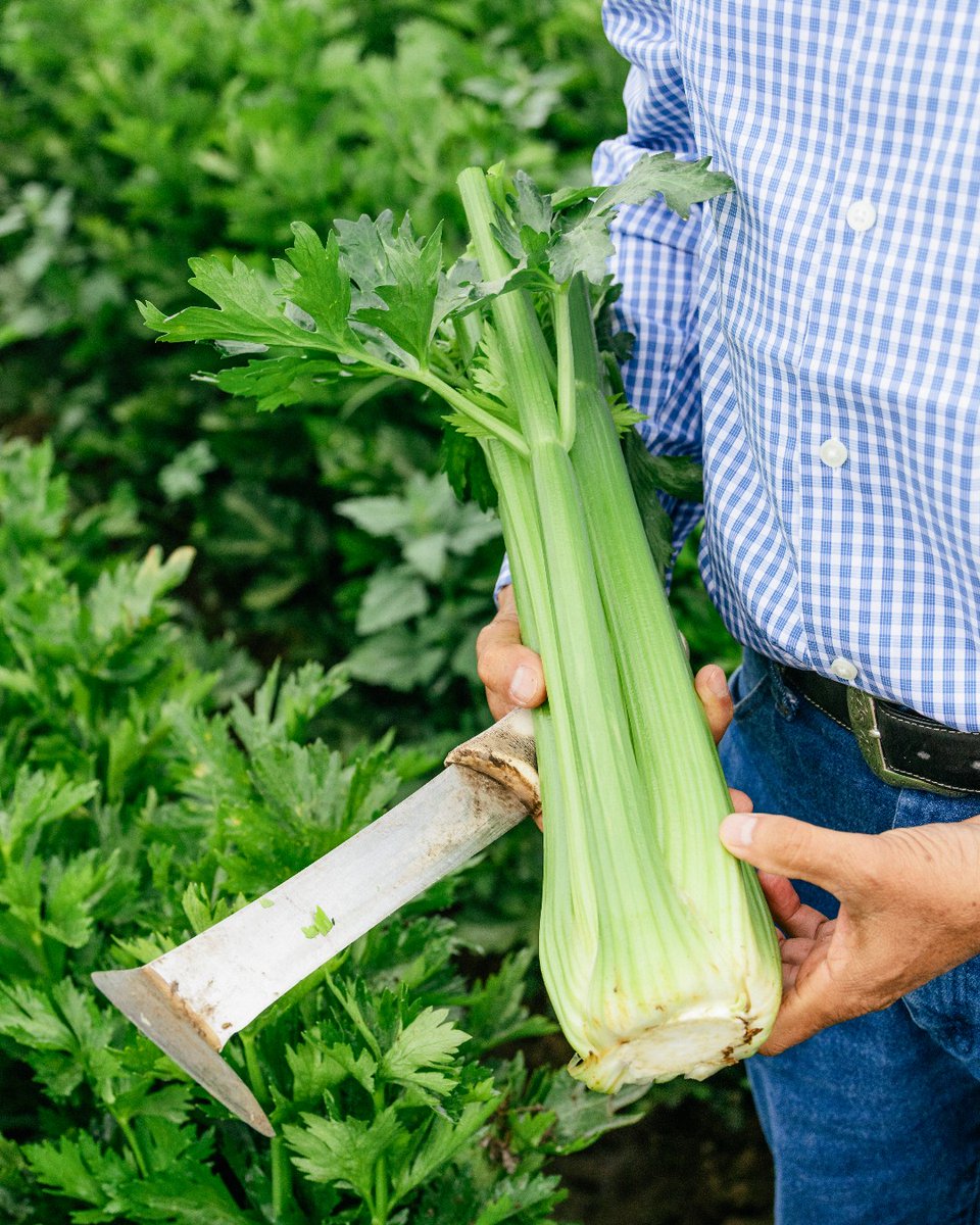 Say goodbye to stringy, flavorless celery! 👋 Our team of celery experts carefully analyze hundreds of seed varieties to ensure we grow only the most flavorful celery with less strings. #HandsBehindTheHarvest