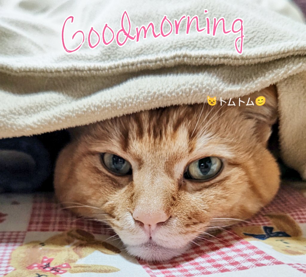 おはよう😺
今日も雨かぁ☔
無理しないでボチボチ
乗りきりましょう🐢
良い１日を😊

🍀Pray for world peace🍀
#猫のいる暮らし 
#保護猫を家族に