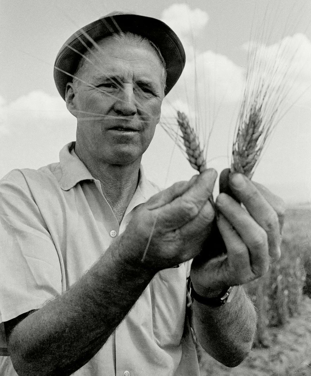 Norman Borlaug spent a lifetime fighting against #WorldHunger. His legacy lives on today, his 110th birthday, through innovations developed by agricultural researchers to ensure food security and prosperity for all. We need more #NormanBorlaugs to meet future #FoodDemands.