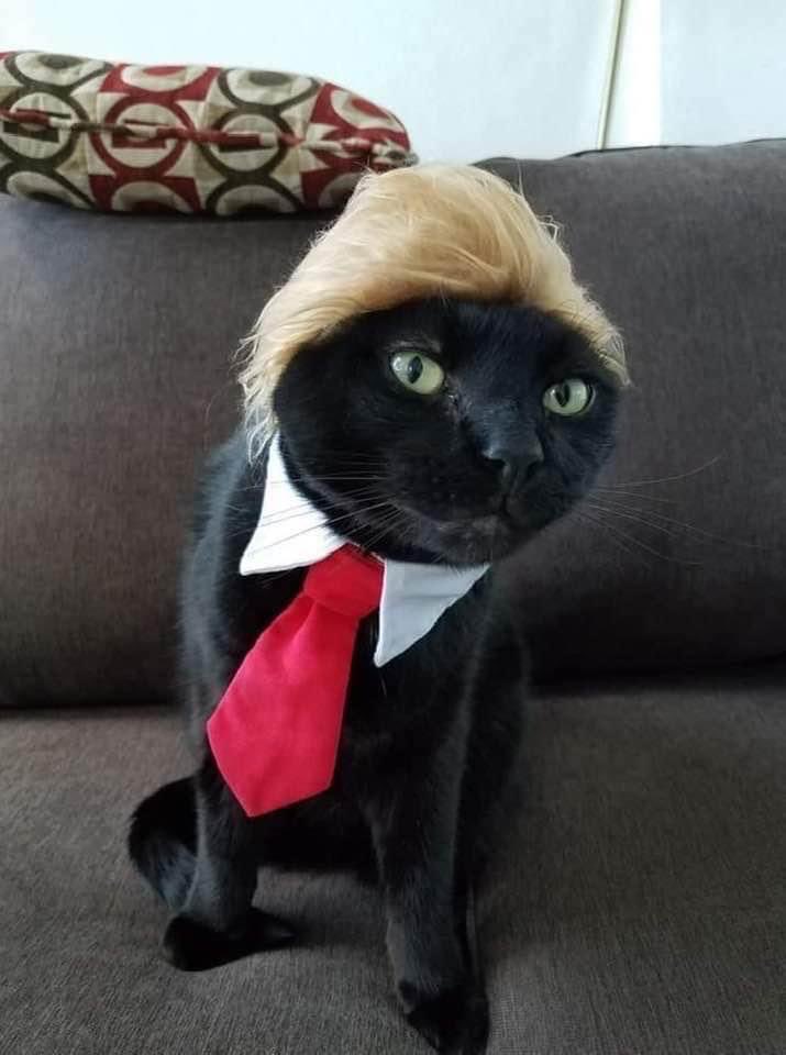 Who are you voting for? No it’s not my cat but he’s very cute, yes?