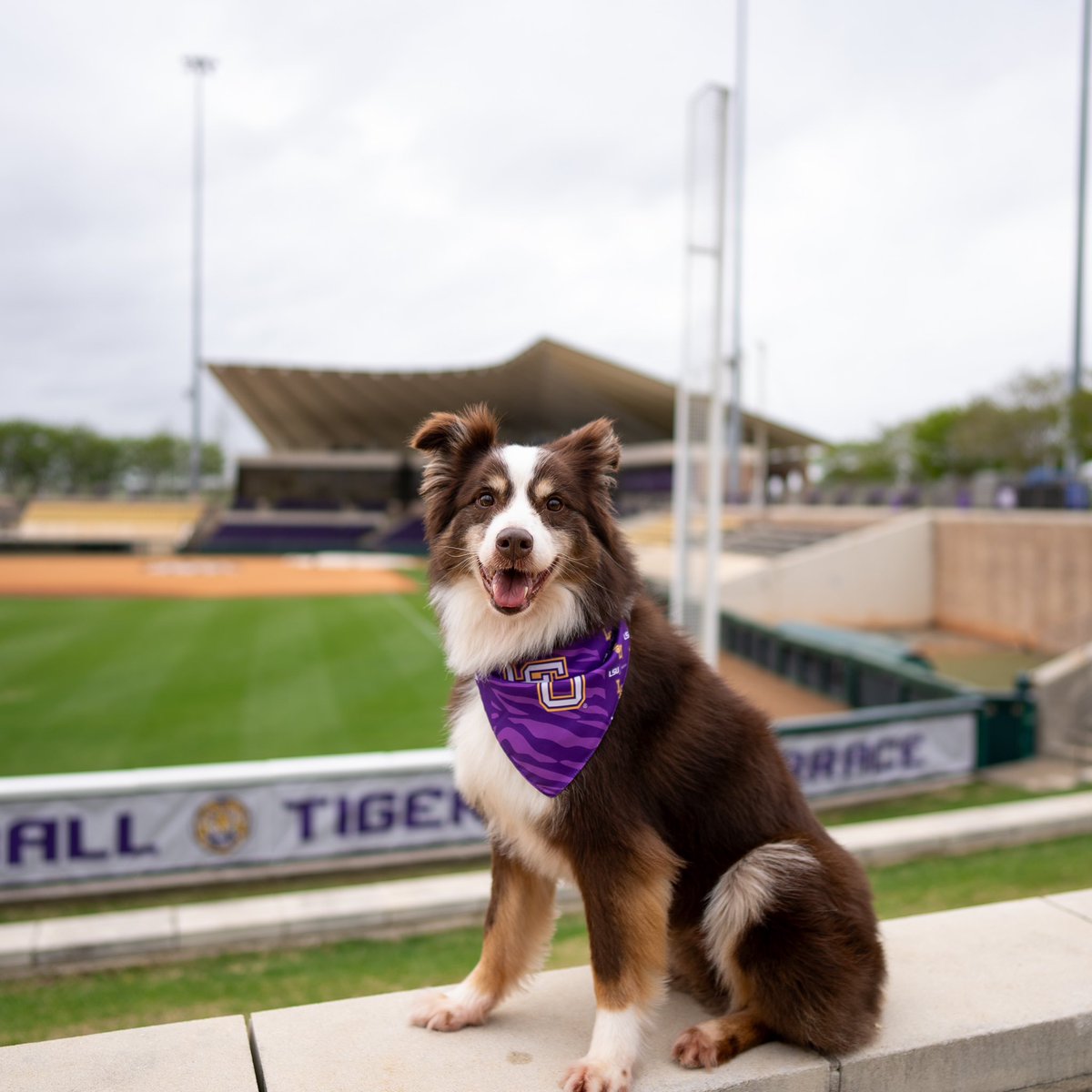 🐾 Bark in the Park is this Saturday! Bring your dogs to the Tiger Terrace to root on the Tigers and get an LSU Softball dog bandana! 🎟️: lsusports.evenue.net/cgi-bin/ncomme… #DealUsIn