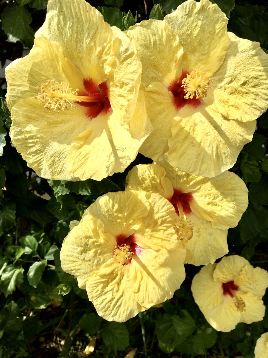 With spring in full swing, there are so many vibrant flowers to appreciate during this time of year! Have fun finding your own natural beauty within Hawaii! 🤩🌺🌿🤙 #springseason #hibiscusflower #islandlife #maui #oahu #kauai #bigisland #honoluasurfco #alohavibessince95