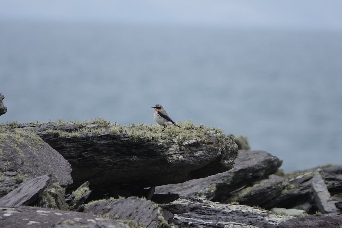 mcdaidpatrick01's tweet photo. Tá na Clochráin ( Oenanthe Oenanthe, Wheatear ) ar ais ón Afraic.
Oileán Dairbhre. https://t.co/yu59uZbCDh