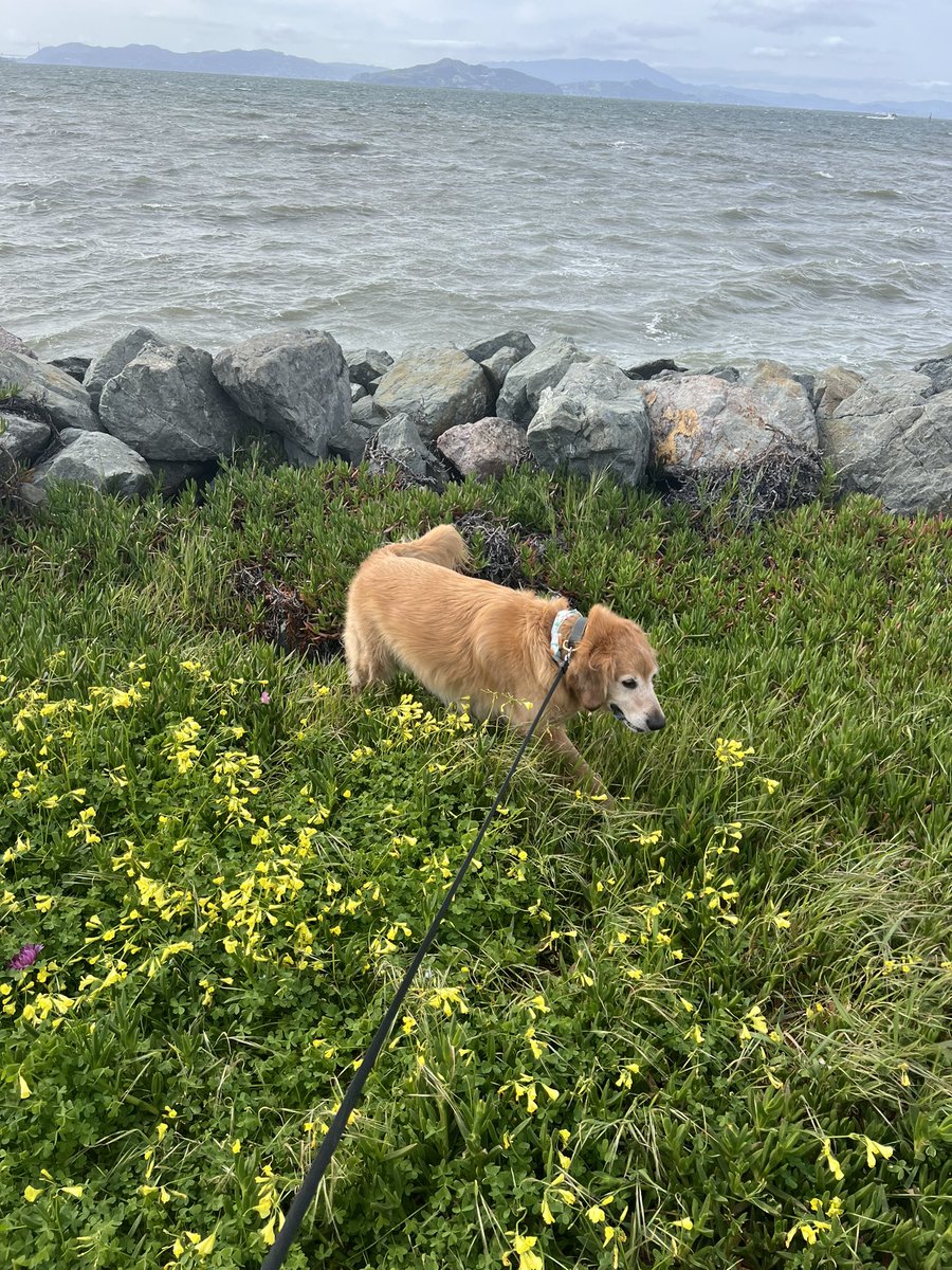 dataclif's tweet image. Louis-by-the-Bay
#nofilter