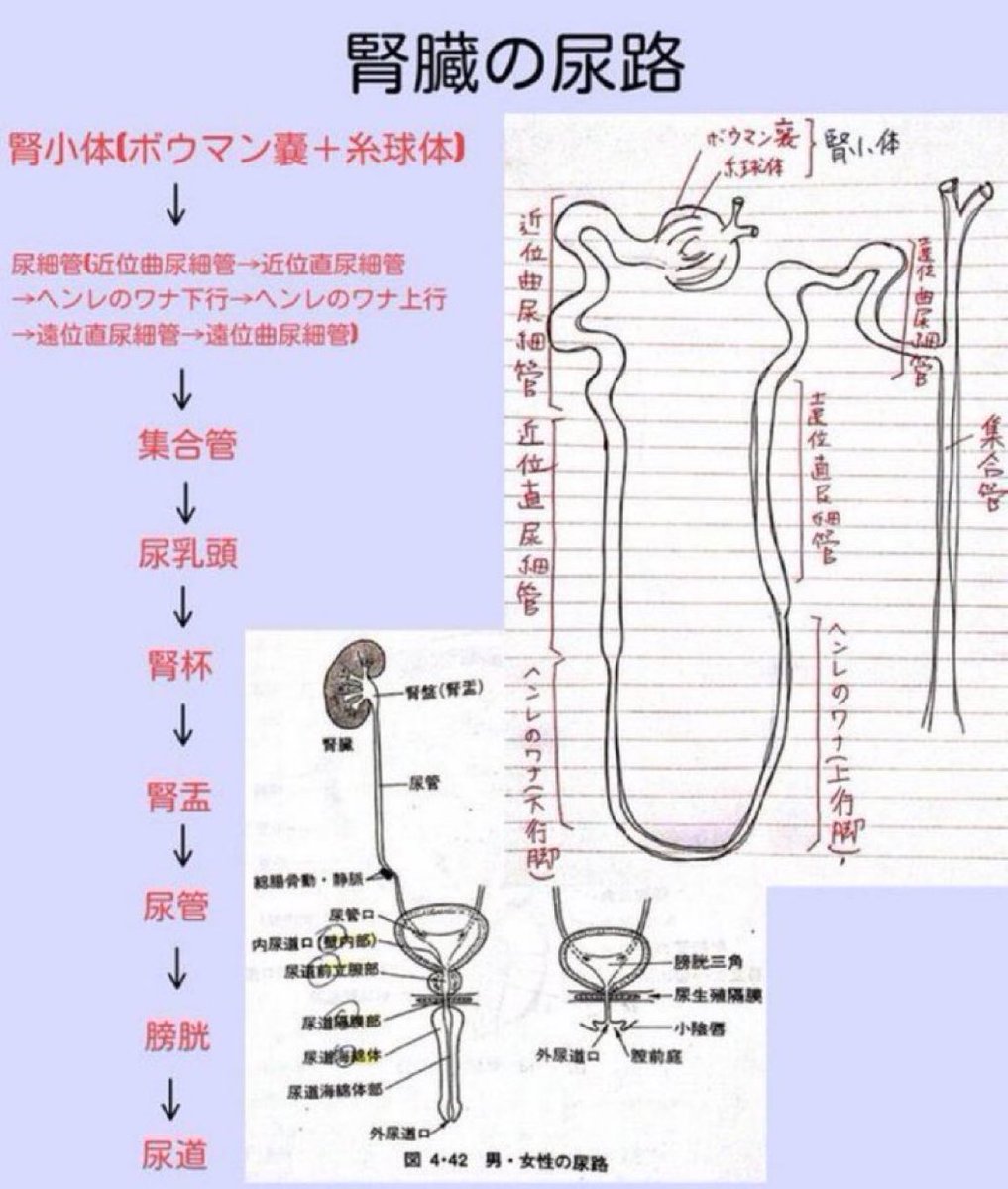 Juusta_Seita's tweet photo. 【生理学】
⚠️腎臓の尿路まとめ⚠️

これで大丈夫！

#33回柔整師国家試験 https://t.co/wfymTSwv2t