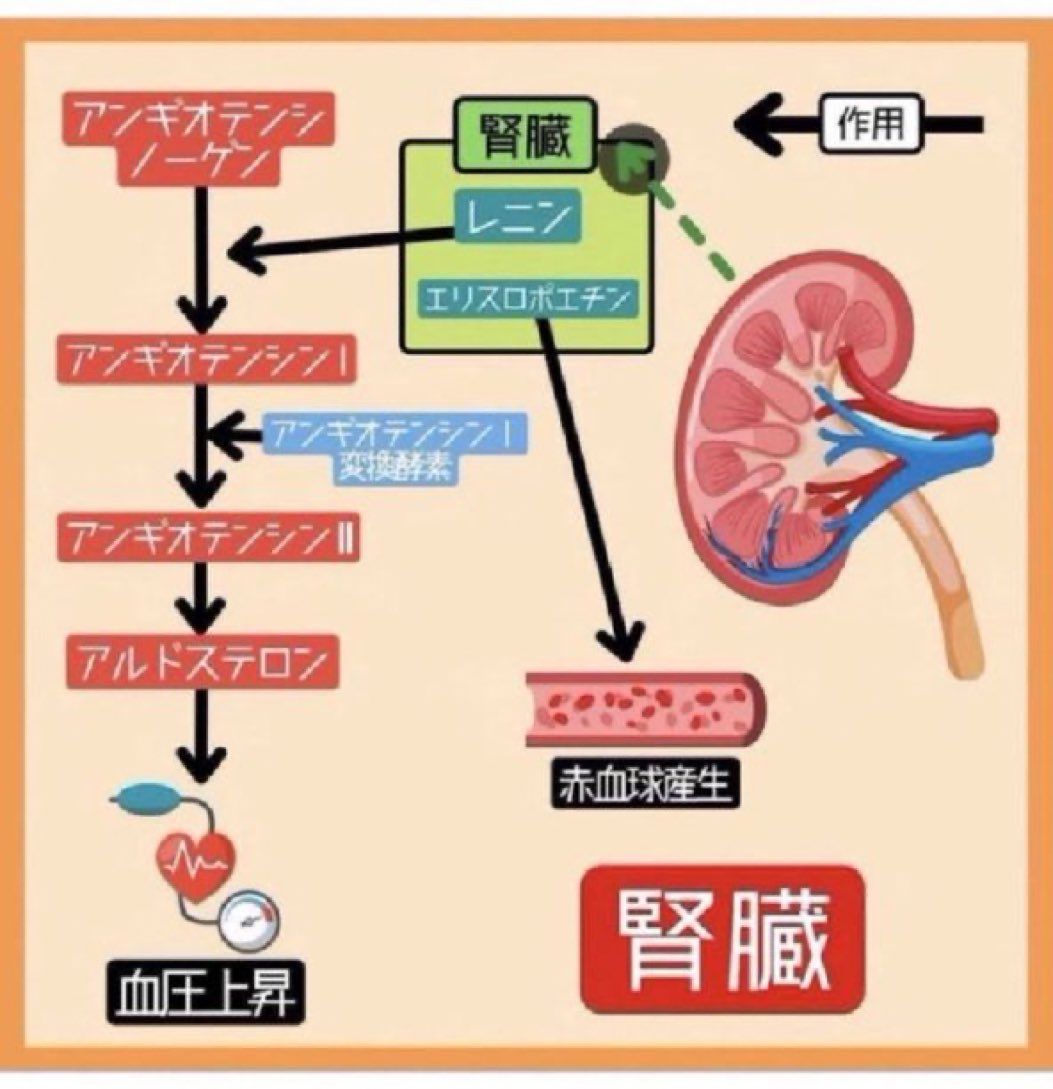 Juusta_Seita's tweet photo. 【生理学】
⚠️腎臓のホルモン⚠️

エリスロポエチン
→赤血球産生

レニン
血圧上昇❤️☝️
↑
アルドステロン
↑
アンギオテンシンⅡ

↑👈変換酵素が作用！

アンギオテンシンⅠ

↑👈レニンが作用する！

アンギオテンシンノーゲン https://t.co/TPcF9SGYL8