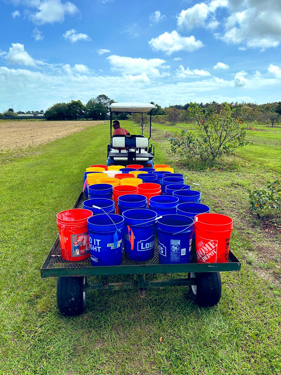 First #fungicide 🧪🍄trial of the year done ✅ #plantdisease #planthealth #extension #guava @IR4_Project @UFPlantPath @UFTropical @UF_IFAS @USDA @CaSendoyaC_ @APS_Tropical @APS_Extension @sd_aps 🚜