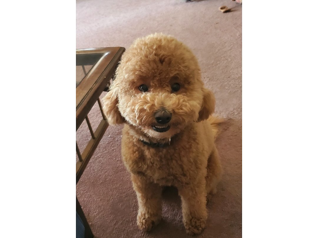 Here I am staring at Mom so she will throw my ball ⚾️ BTW, I got groomed ✂️ #dogsofx #goldendoodle #dogsoftwitter #Mondayvibes