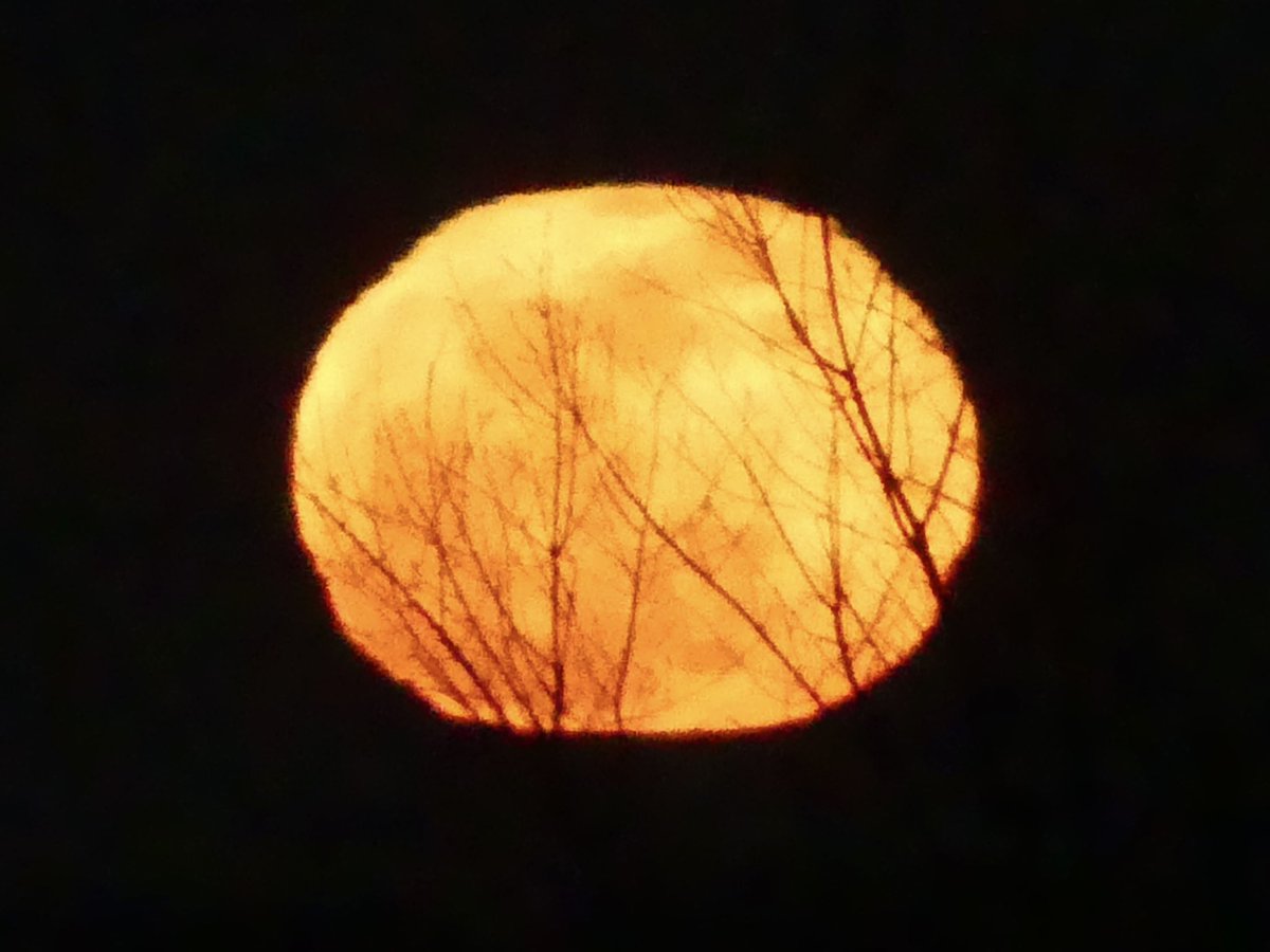 Beautiful Full Worm Moon rising in DC this evening 🪱 🌕