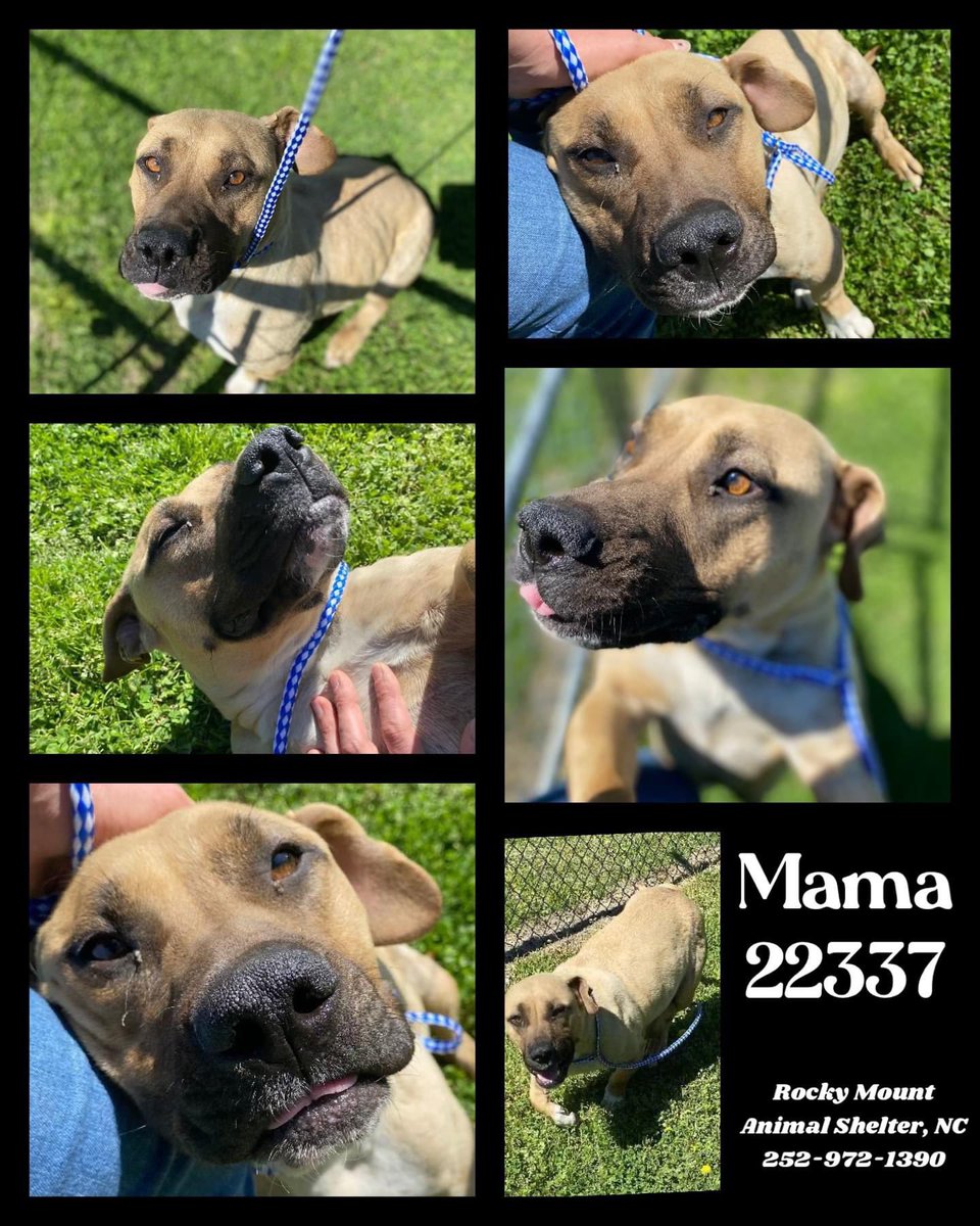 🆘 Mama 🐶 #22337 💖 #RockyMount #NorthCarolina 52lbs Very sweet & loves to zoomie! #AdoptDontShop $45 🏡♥️ 🥺 Mama recently had babies & is now at a ☠️ “shelter.” 3/28 comes soon‼️She needs pledges & a foster for rescue #FostersSaveLives #NC 📧 jujubee46@gmail.com for ✈️🚗/ℹ️