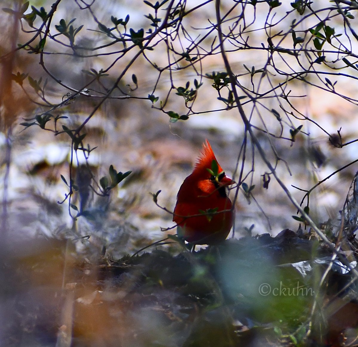 A Northern Cardinal hiding in the shade for #MondayRed. 🐦🌿 #Birds #MyYardMyBirds #NaturePhotography #BirdsOfTwitter