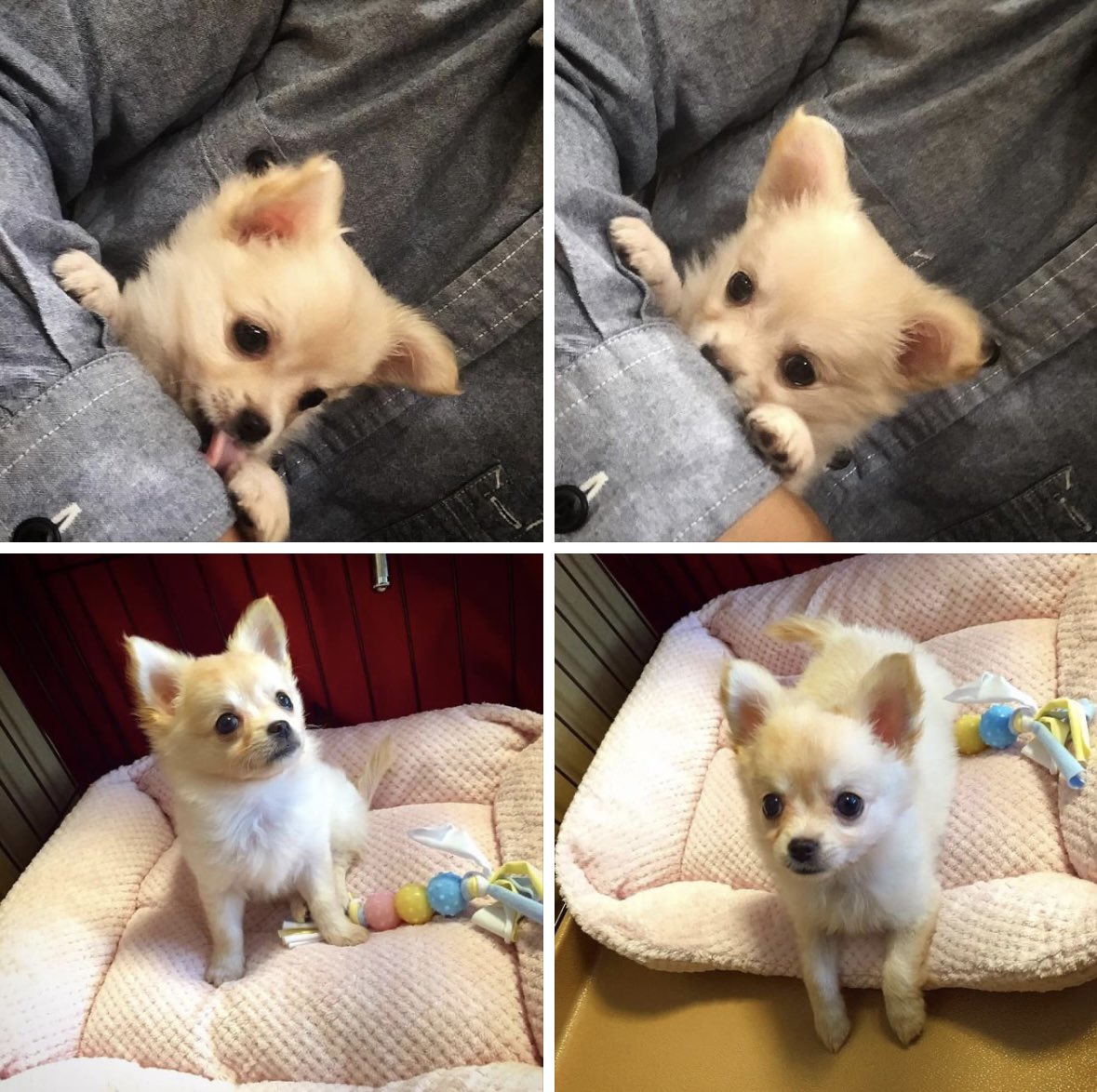 jefjefys's tweet photo. 愛犬モコが我が家に来た日。
あれからずっと一緒、尊し。
#チワワ #chihuahua https://t.co/K6imOUD0iD