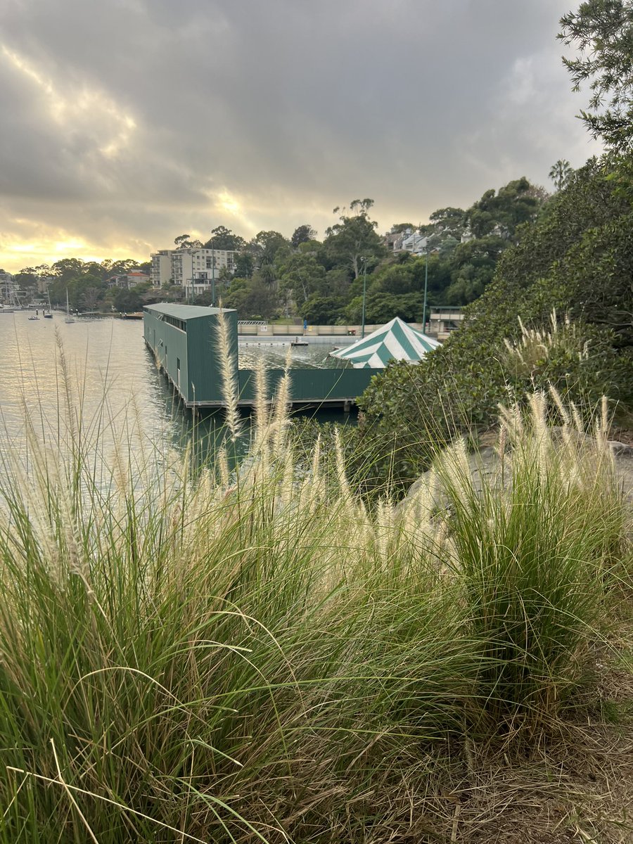 Beautiful morning in the deep green briney at Dawn Fraser Baths among the swooping seagulls and bountiful bream.